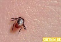 Как изглежда кърлеж в кожата и как да разпознаете ухапването на паразита